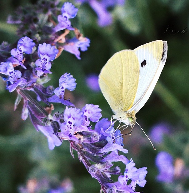 Kwiaty - Fotografia przyrodnicza