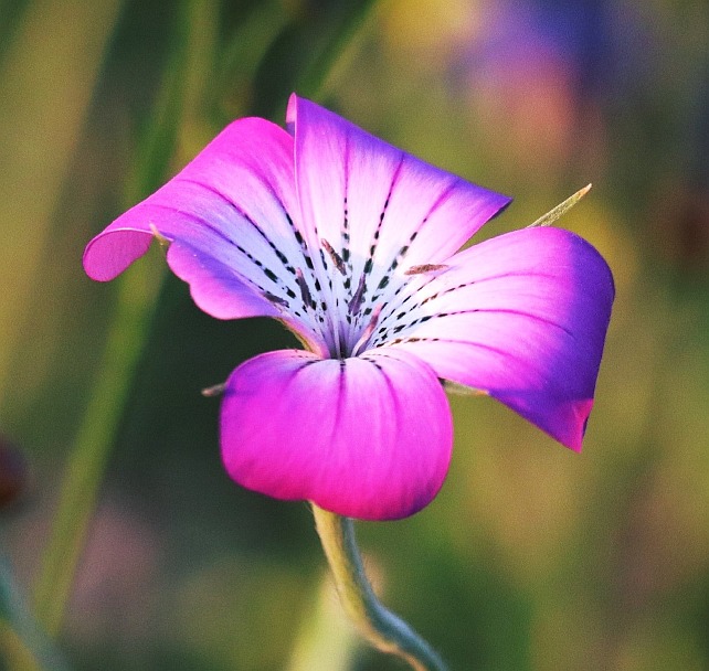 Kwiaty - Fotografia przyrodnicza