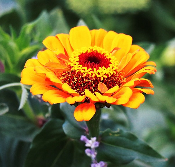 Kwiaty - Fotografia przyrodnicza