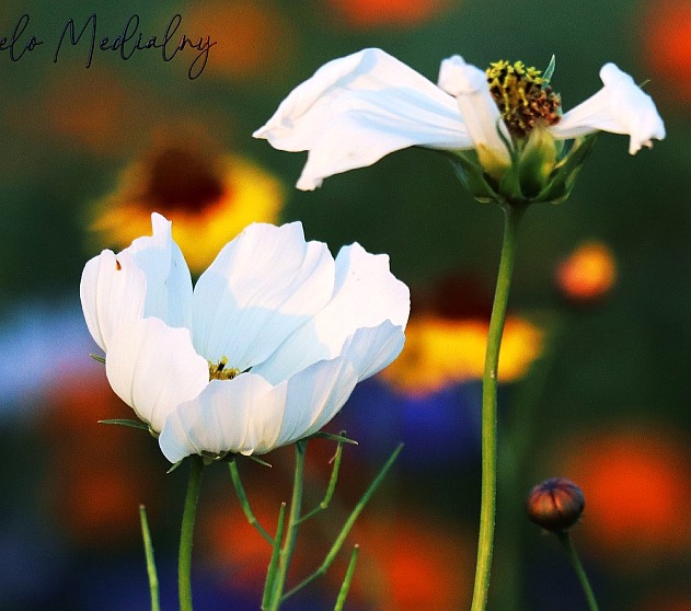 Kwiaty - Fotografia przyrodnicza