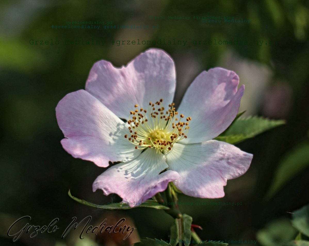 Ilustracja do wiersza - Dzika róża