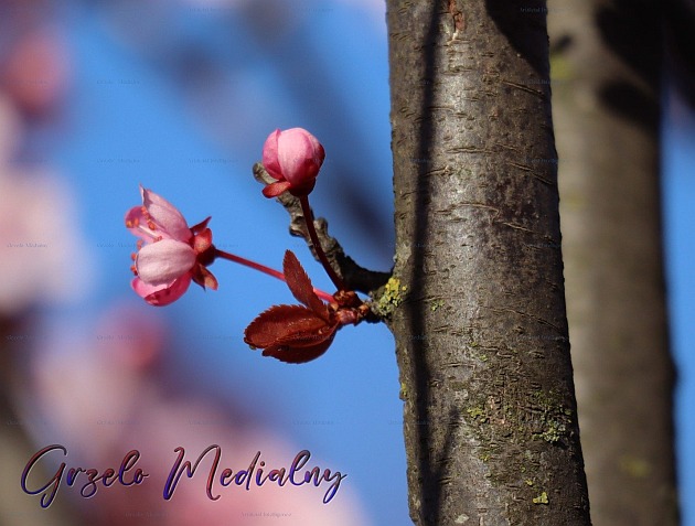 Ilustracja do wiersza - Natura mówi