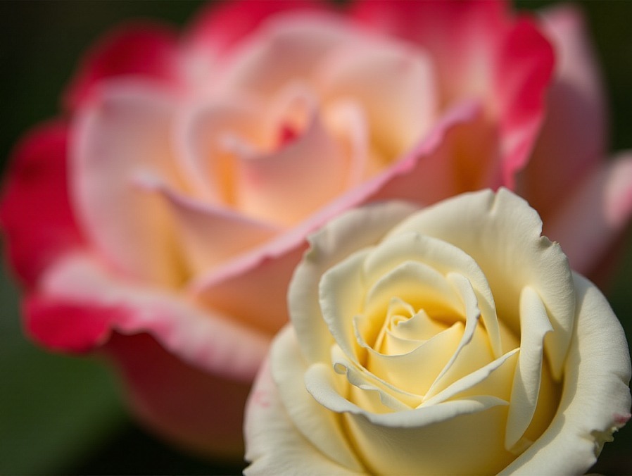 Druk AI - Cyfrowe sny